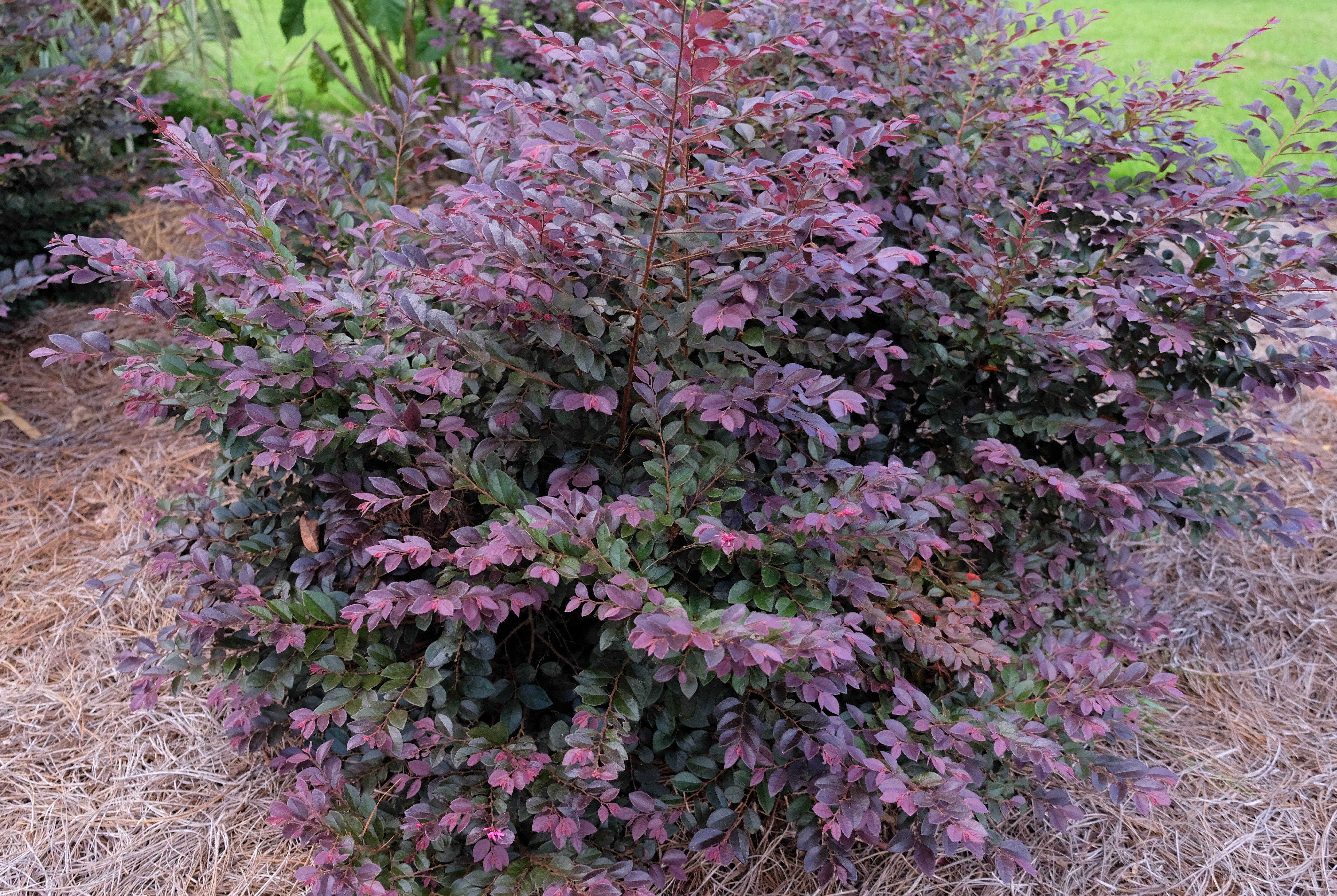 cerise charm loropetalumJPG